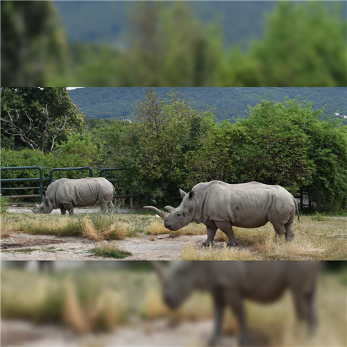 Lampiónový sprievod v ZOO Bratislava