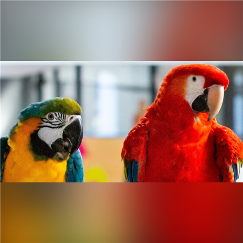 ARAkovo – zážitok s papagájmi pre deti a dospelých