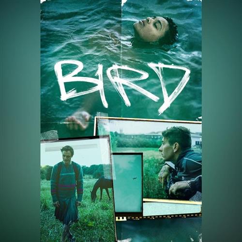 Ozveny svetových festivalov: BIRD