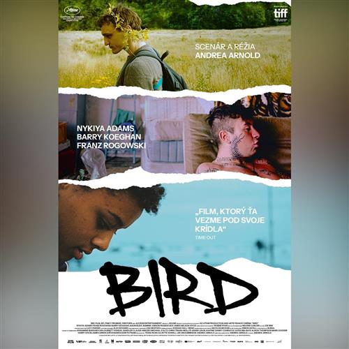 Ozveny svetových festivalov: BIRD