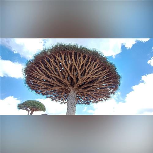 Socotra - Ostrov, na ktorý sa nezabúda | Cestománia