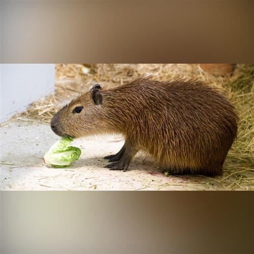 Komentované kŕmenia v ZOO počas BMD