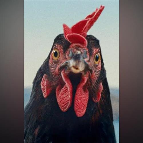 Ozveny svetových festivalov: SLIEPKA