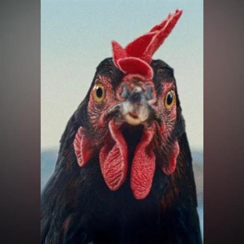 Ozveny svetových festivalov: SLIEPKA