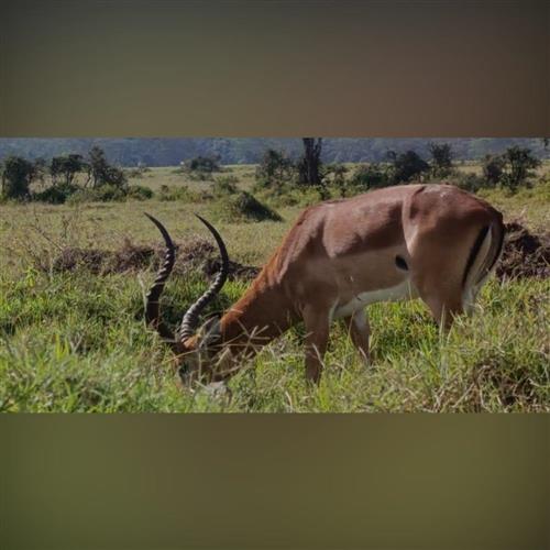 CESTOVATEĽSKÝ KLUB - KEŇA