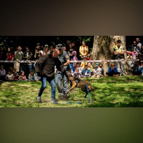 Ukážky prác kynológov MP