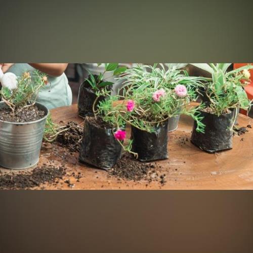 Workshop v KOLO Ružinov: permakultúrne pestovanie v meste