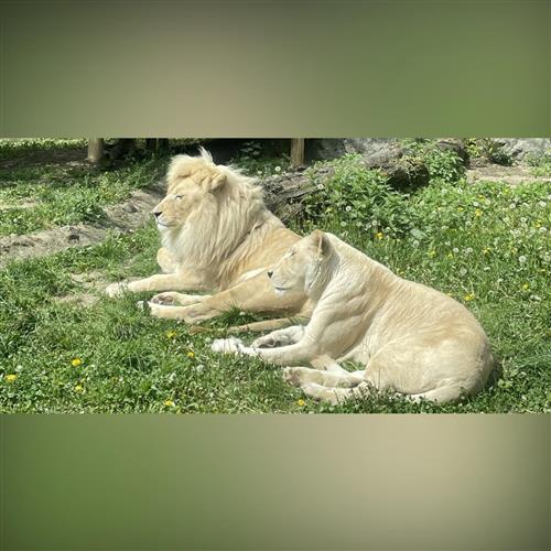 Komentované kŕmenia v ZOO Bratislava počas leta každý deň