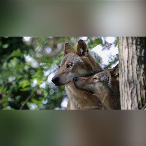 Komentované kŕmenia v ZOO Bratislava